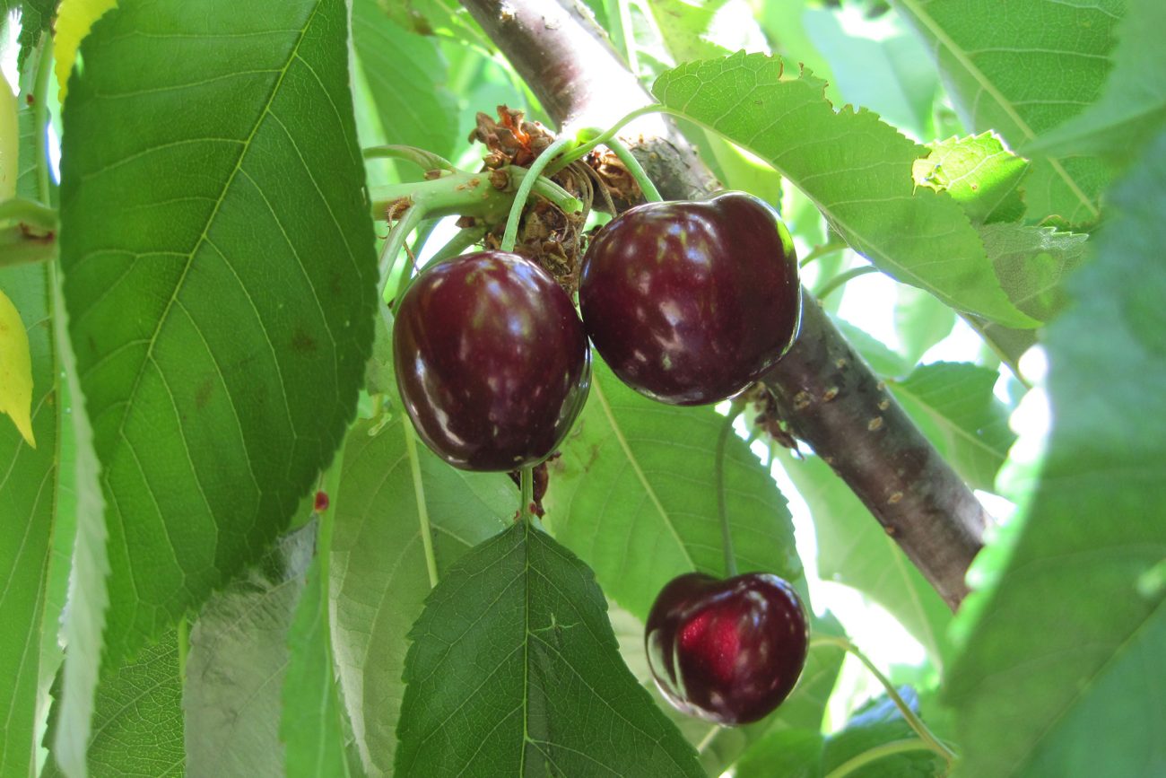 Naturaleza de acampada en Bocairent